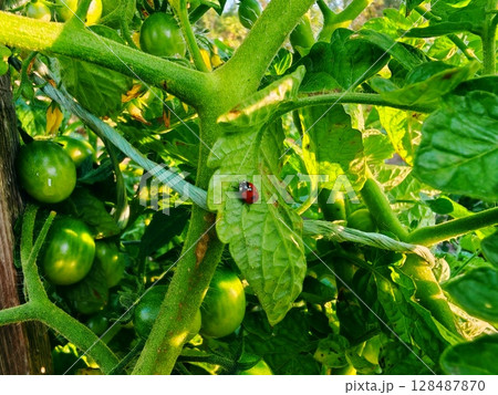 Organic healthy green tomato fruit vegetable grow in agriculture farm. green tomato and Ladybug on branch in garden Organic healthy green tomato fruit vegetable grow in agriculture farm. green tomato and Ladybug on branch in garden 128487870