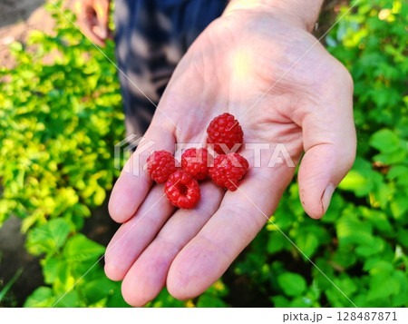 Raspberry berries in a farmer's hands. juicy red ripe raspberry in hand. 128487871