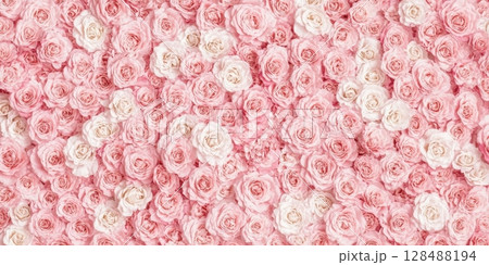 Rose wall. Rose flower background. Natural fresh roses flowers pattern wallpaper. Top view. Light Amazing rose flower heads backdrop. Delicate blossoming roses, blooming flowers festive pastel card. 128488194