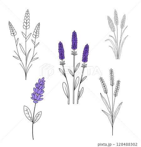 Lavender Flower Line Art Collection Lavender Flower Line Art Collection 128488302