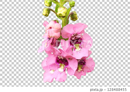 Angelonia Flower PNG Transparent Background 128488455