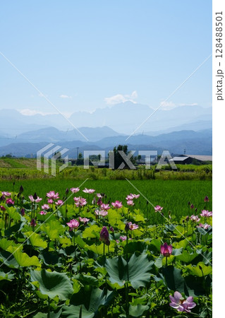 富山県上市町にある青空に映える蓮の花畑 128488501