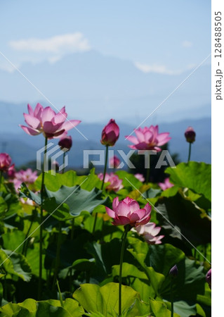 富山県上市町にある青空に映える蓮の花畑 富山県上市町にある青空に映える蓮の花畑 128488505