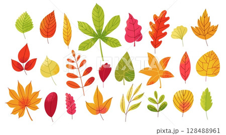 Autumn leaves set. Abstract fall forest foliage elements, botanical decorative green yellow red leaf icons, wood and garden trees leaves. Vector isolated collection Autumn leaves set. Abstract fall forest foliage elements, botanical decorative green yellow red leaf icons, wood and garden trees leaves. Vector isolated collection 128488961