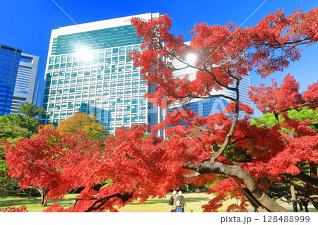 【東京都】快晴の浜離宮の紅葉と汐留の超高層ビル(浜離宮恩賜庭園) 【東京都】快晴の浜離宮の紅葉と汐留の超高層ビル(浜離宮恩賜庭園) 128488999