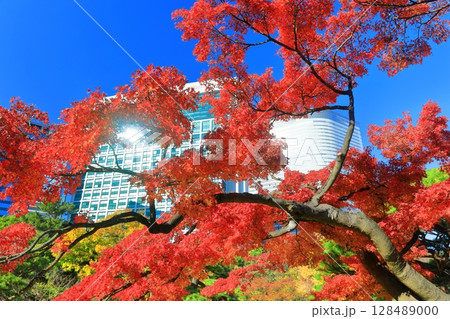 【東京都】快晴の浜離宮の紅葉と汐留の超高層ビル（浜離宮恩賜庭園） 128489000
