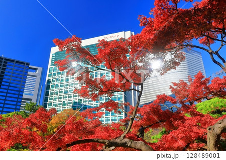 【東京都】快晴の浜離宮の紅葉と汐留の超高層ビル（浜離宮恩賜庭園） 128489001