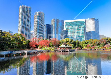 【東京都】快晴の浜離宮の紅葉と汐留高層ビル（浜離宮恩賜庭園） 128489006