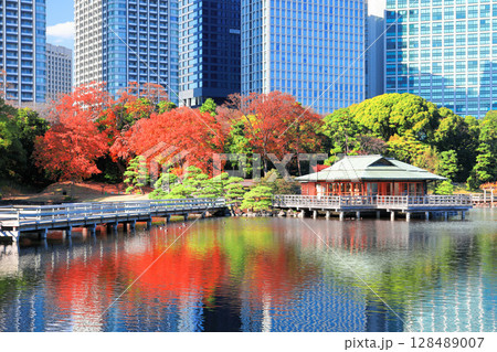 【東京都】快晴の浜離宮の紅葉と汐留高層ビル（浜離宮恩賜庭園） 128489007