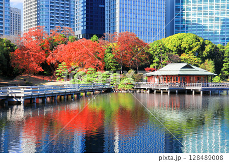 【東京都】快晴の浜離宮の紅葉と汐留高層ビル（浜離宮恩賜庭園） 128489008