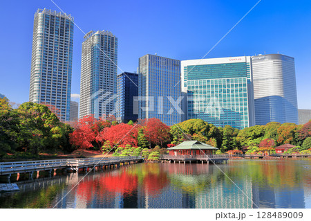 【東京都】快晴の浜離宮の紅葉と汐留高層ビル（浜離宮恩賜庭園） 128489009