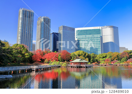 【東京都】快晴の浜離宮の紅葉と汐留高層ビル(浜離宮恩賜庭園) 【東京都】快晴の浜離宮の紅葉と汐留高層ビル(浜離宮恩賜庭園) 128489010