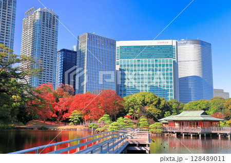 【東京都】快晴の浜離宮の紅葉と汐留高層ビル(浜離宮恩賜庭園) 【東京都】快晴の浜離宮の紅葉と汐留高層ビル(浜離宮恩賜庭園) 128489011