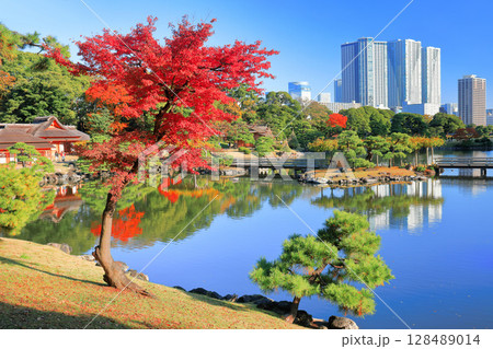 【東京都】快晴の浜離宮の紅葉（浜離宮恩賜庭園） 128489014