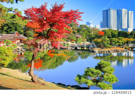 【東京都】快晴の浜離宮の紅葉（浜離宮恩賜庭園） 128489015