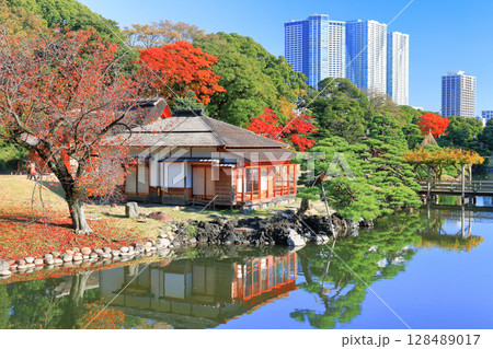 【東京都】快晴の浜離宮の中島の御茶屋と紅葉(浜離宮恩賜庭園) 【東京都】快晴の浜離宮の中島の御茶屋と紅葉(浜離宮恩賜庭園) 128489017