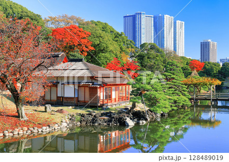 【東京都】快晴の浜離宮の中島の御茶屋と紅葉(浜離宮恩賜庭園) 【東京都】快晴の浜離宮の中島の御茶屋と紅葉(浜離宮恩賜庭園) 128489019