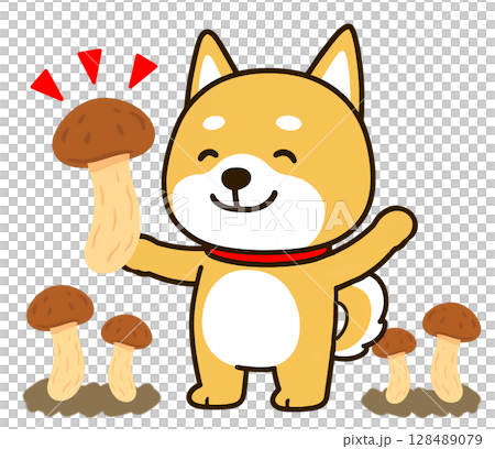 大きな松茸を見つけて大喜びのしばいぬ 128489079