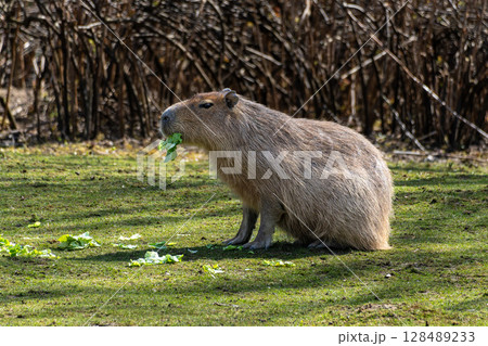 Capybara, Hydrochoerus hydrochaeris grazing on fresh green grass 128489233