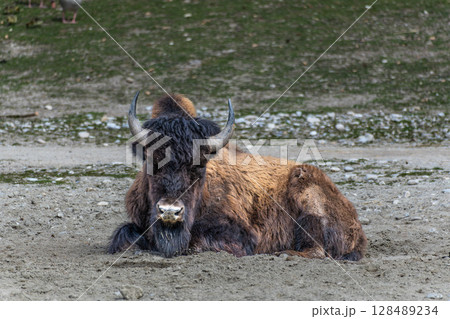American buffalo known as bison, Bos bison in a german park American buffalo known as bison, Bos bison in a german park 128489234