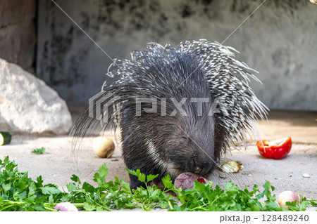 Indian crested Porcupine, Hystrix indica in a german nature park Indian crested Porcupine, Hystrix indica in a german nature park 128489240