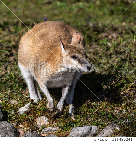 The agile wallaby, Macropus agilis also known as the sandy wallaby 128489241