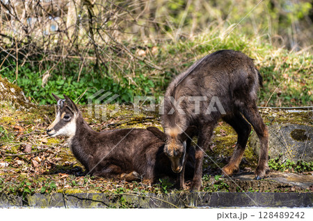 Apennine chamois, Rupicapra pyrenaica ornata, is living in Italy and Spain 128489242
