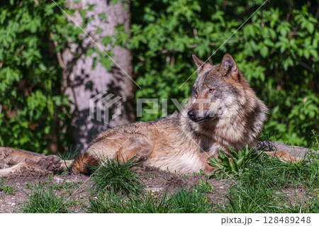 European Grey Wolf, Canis lupus in a german park European Grey Wolf, Canis lupus in a german park 128489248
