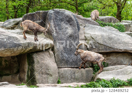 Two Ibex Mountain goats fight head to head over female and territory Two Ibex Mountain goats fight head to head over female and territory 128489252