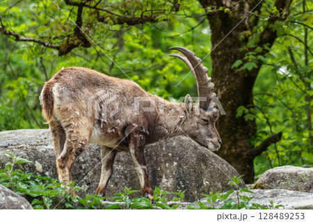 Young baby mountain ibex or capra ibex on a rock Young baby mountain ibex or capra ibex on a rock 128489253