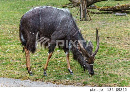 Nyala Antelope - Tragelaphus angasii. Wild life animal. Nyala Antelope - Tragelaphus angasii. Wild life animal. 128489256