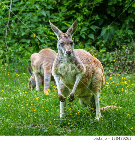 The red kangaroo, Macropus rufus is the largest of all kangaroos and the largest extant marsupial. 128489262