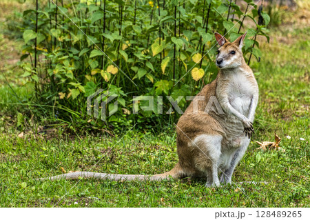 The agile wallaby, Macropus agilis also known as the sandy wallaby 128489265