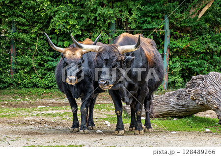 Heck cattle, Bos primigenius taurus or aurochs in a German park Heck cattle, Bos primigenius taurus or aurochs in a German park 128489266