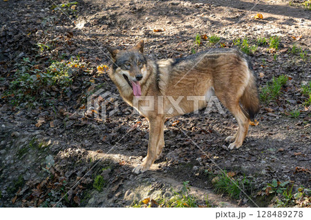 European Grey Wolf, Canis lupus in a german park European Grey Wolf, Canis lupus in a german park 128489278