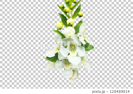 Angelonia salicariifolia Angel Flower PNG Transparent Background. Angelonia salicariifolia Angel Flower PNG Transparent Background. 128489814
