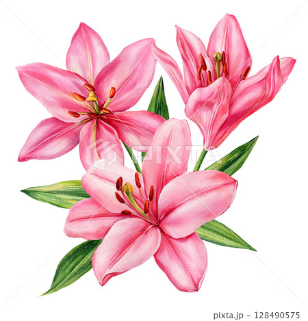 Pink lily flowers watercolor botanical illustration with green leaves for elegant floral designs and wedding invitations 128490575