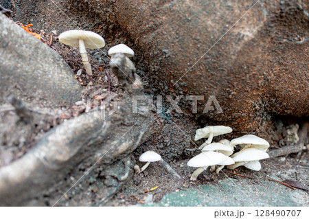 Wild Mushrooms in the Garden Wild Mushrooms in the Garden 128490707