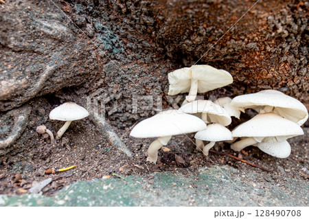 Wild Mushrooms in the Garden 128490708