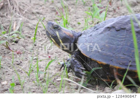 田んぼで出会ったミシシッピアカミミガメ ( red-eared slider) 田んぼで出会ったミシシッピアカミミガメ ( red-eared slider) 128490847