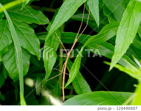 ナナフシ科ナナフシモドキ♀ 128490887