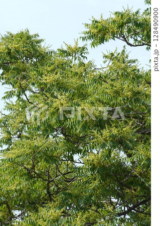 ニワウルシのつぼみ・2025年5月 128490900