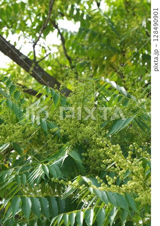 ニワウルシのつぼみ・2025年5月 128490901