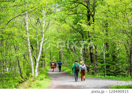 上高地の風景『新緑の中を行く遊歩道』 128490915