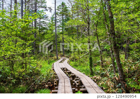上高地の風景『新緑の中を行く遊歩道』 上高地の風景『新緑の中を行く遊歩道』 128490954