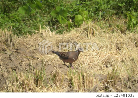 スラっとしたキジバト(A slender turtle dove.) スラっとしたキジバト(A slender turtle dove.) 128491035