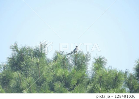 高い木の上のオナガ (Azure-winged Magpie) 高い木の上のオナガ (Azure-winged Magpie) 128491036