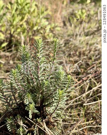 small coniferous plant in yellow grass. High quality photo small coniferous plant in yellow grass. High quality photo 128491063
