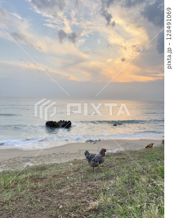 rooster and hen in nature with sea view. High quality photo rooster and hen in nature with sea view. High quality photo 128491069