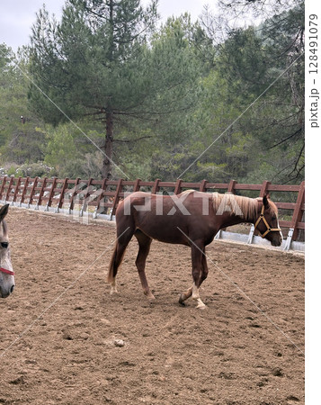 horse on farm nature forest. High quality photo horse on farm nature forest. High quality photo 128491079